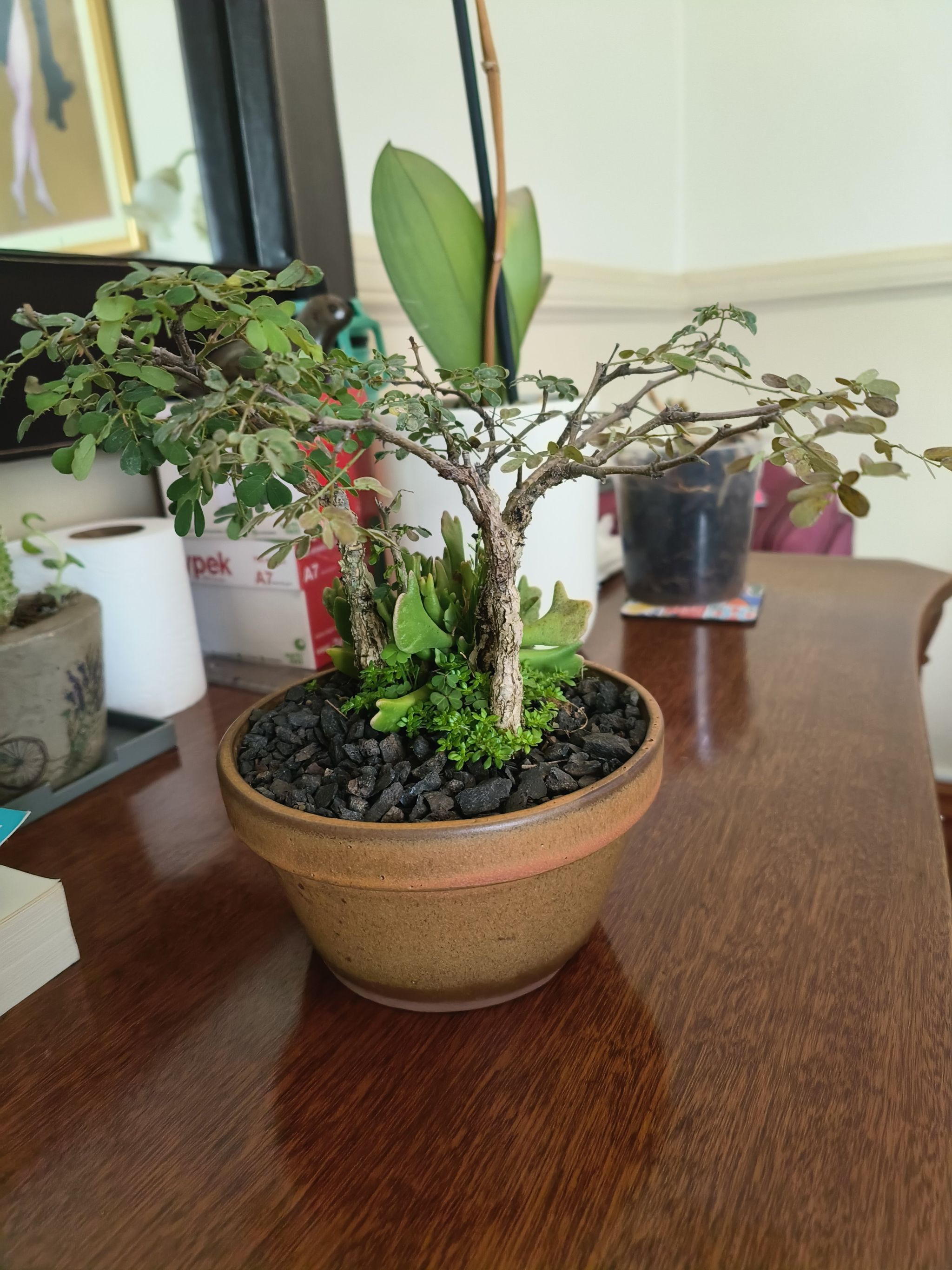 Photo of the plant species Black Monkey-Thorn by @GorgeousRedlog named Darwin on Greg, the plant care app