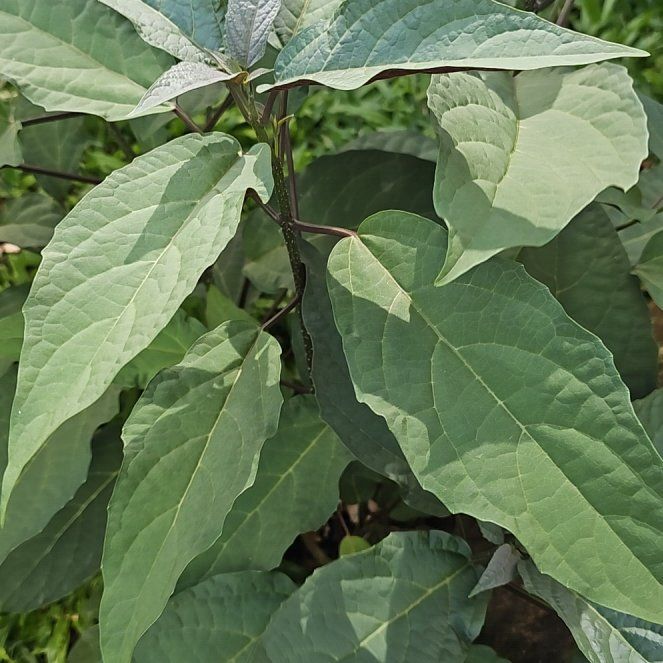 Photo of the plant species Philippine Glorybower by @ZarfSpinysenna named Bagawak Morado on Greg, the plant care app