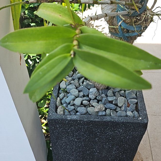 Photo of the plant species Fire Star Orchid by @ZarfSpinysenna named Oscar on Greg, the plant care app