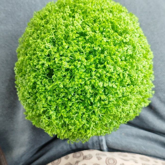 Photo of the plant species Meadow Spikemoss by @EducatedCat named Fluffle on Greg, the plant care app