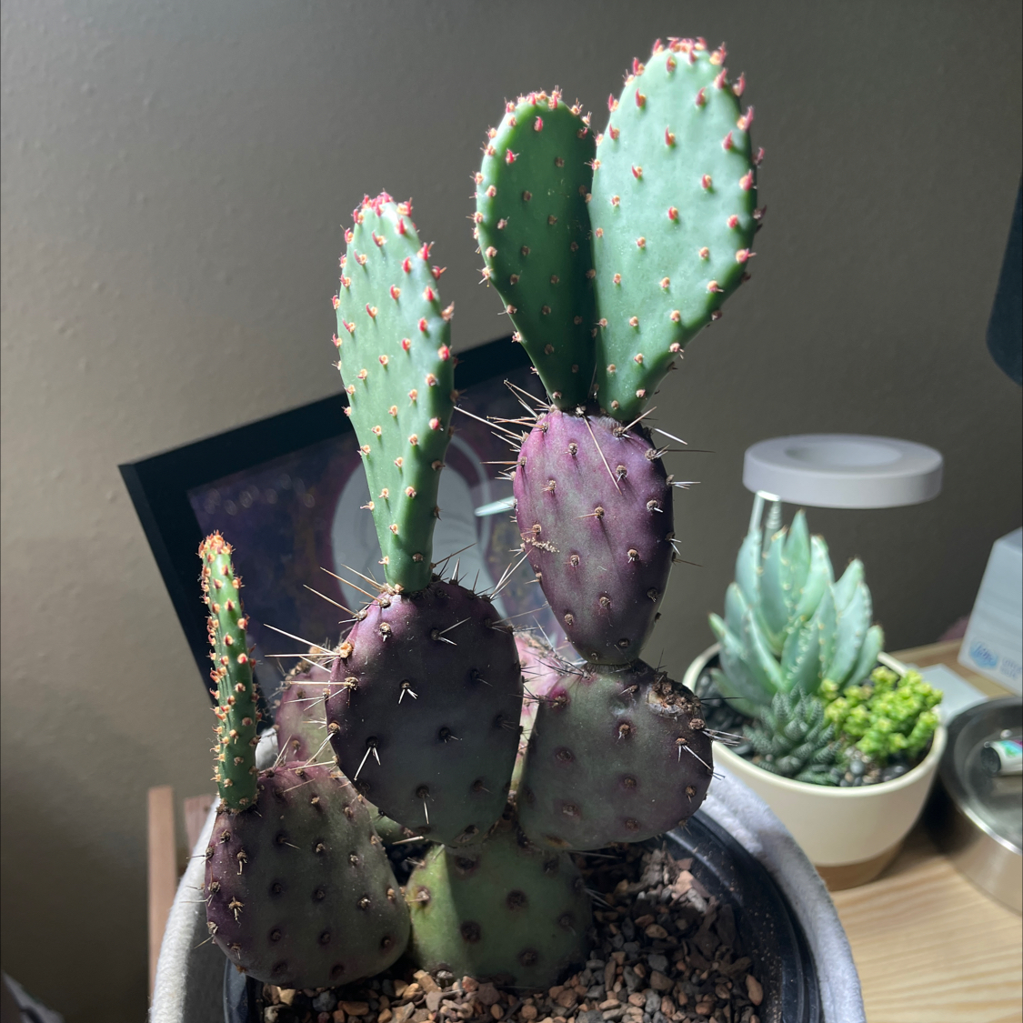 Photo of the plant species Opuntia 'Baby Rita' by @Saloméplantitas named Lil Rita on Greg, the plant care app