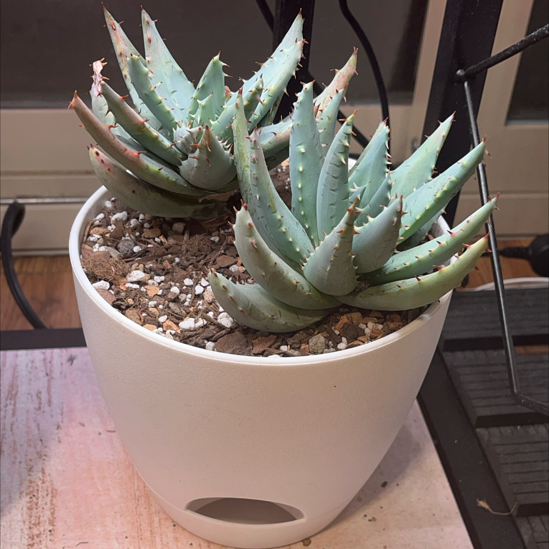 Photo of the plant species Fez aloe by @Saloméplantitas named Aloe on Greg, the plant care app