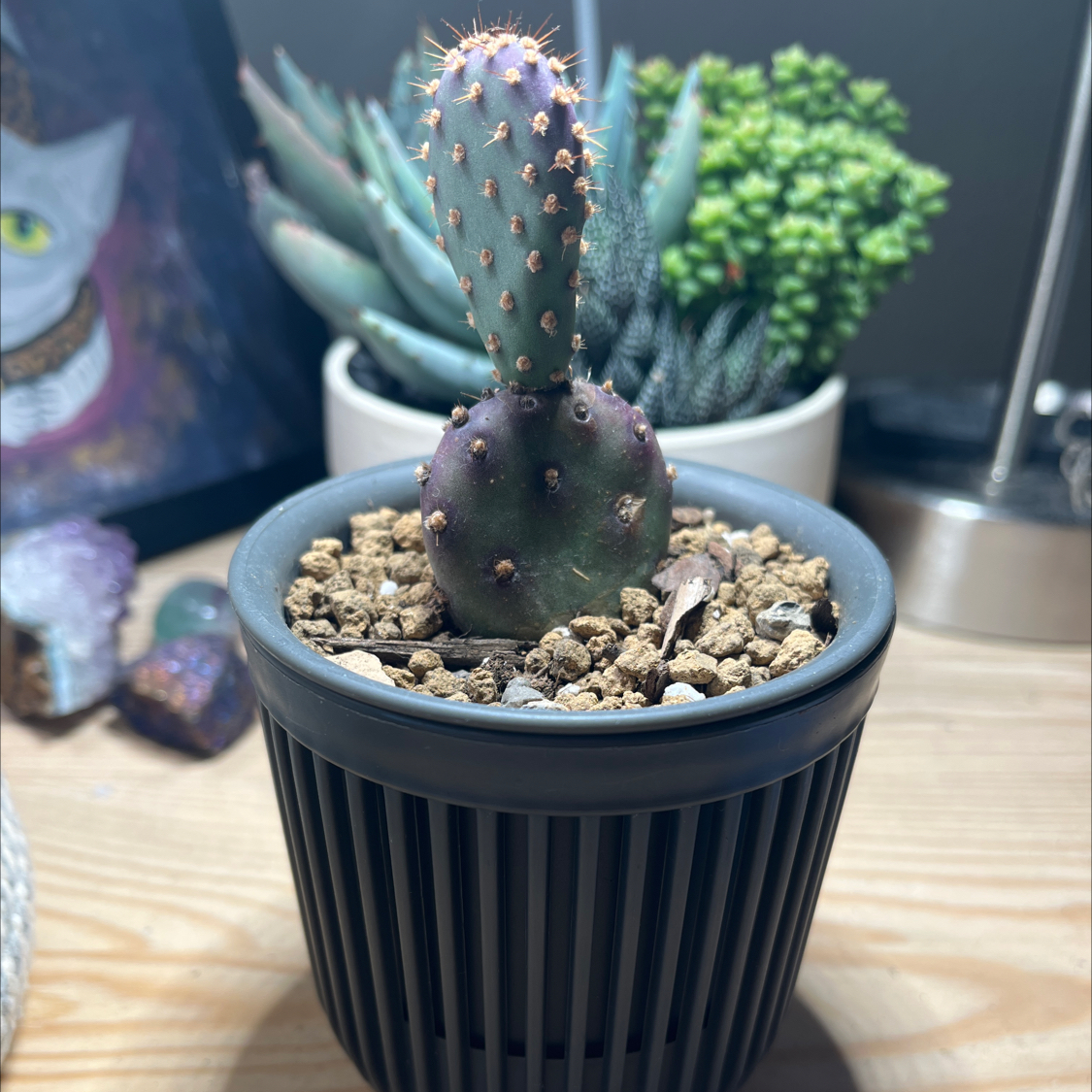 Photo of the plant species Opuntia 'Baby Rita' by @Saloméplantitas named Tiny Rita on Greg, the plant care app