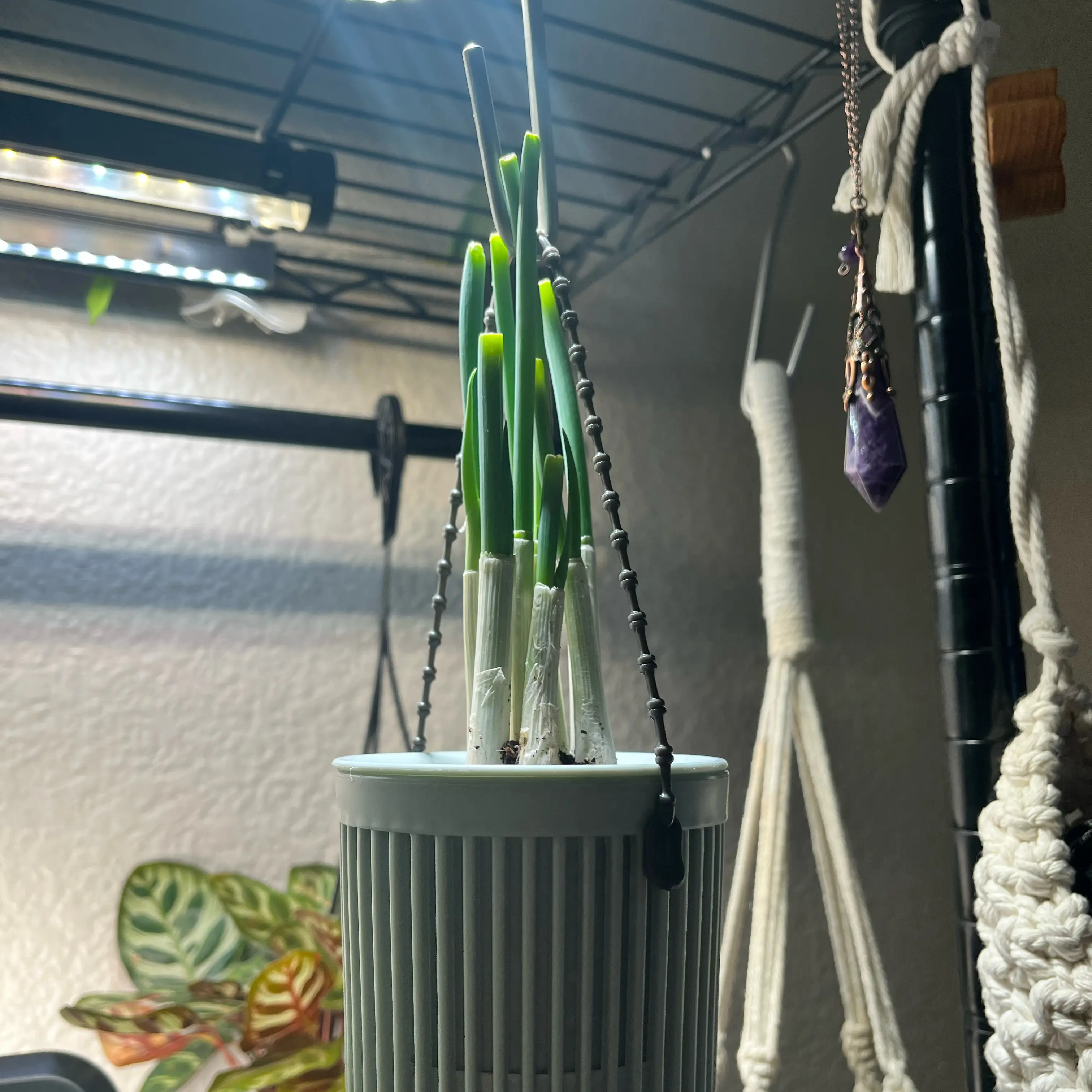 Photo of the plant species Green Onion by @Saloméplantitas named Ronaldo on Greg, the plant care app