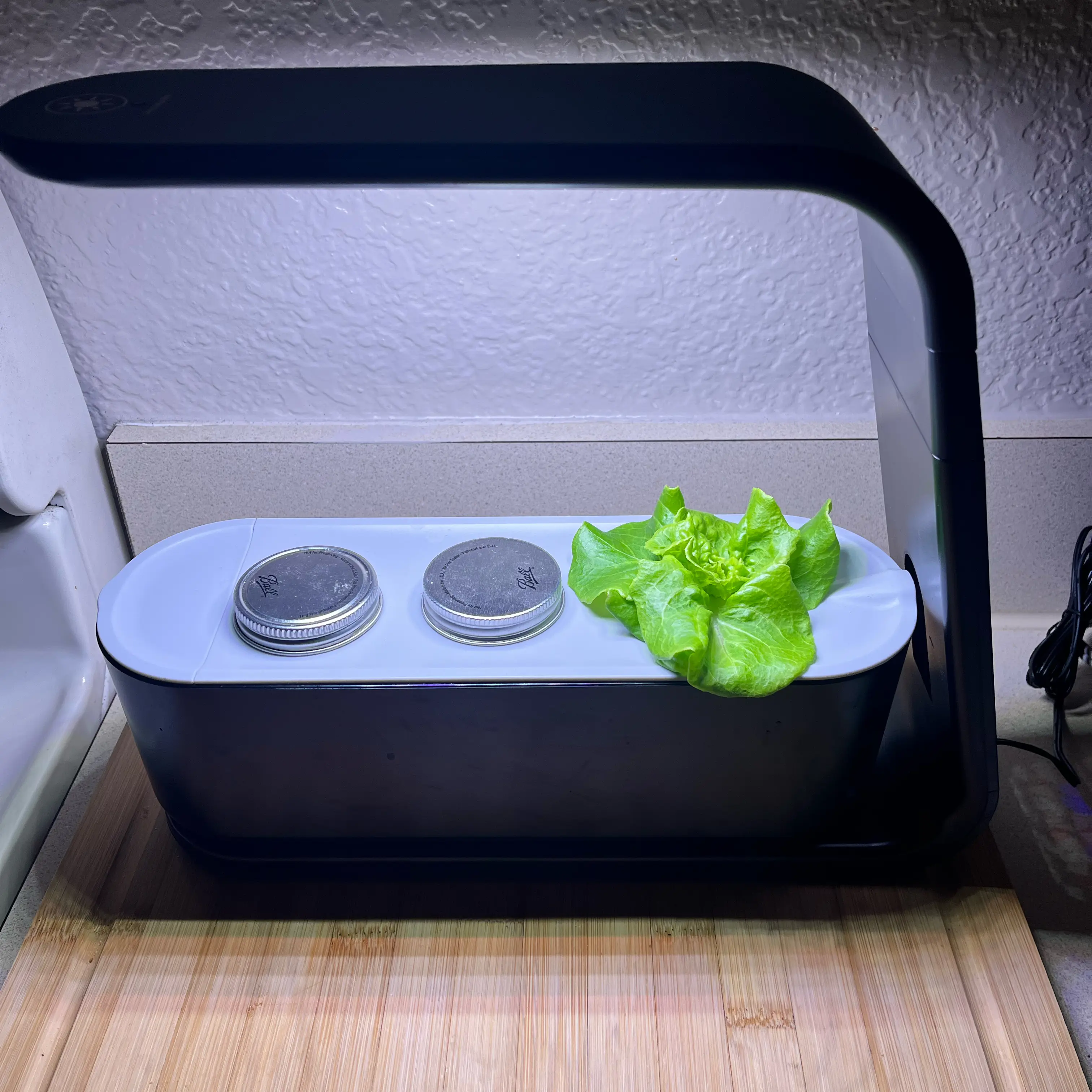 Photo of the plant species Tom Thumb Lettuce by @Saloméplantitas named Tom T. on Greg, the plant care app