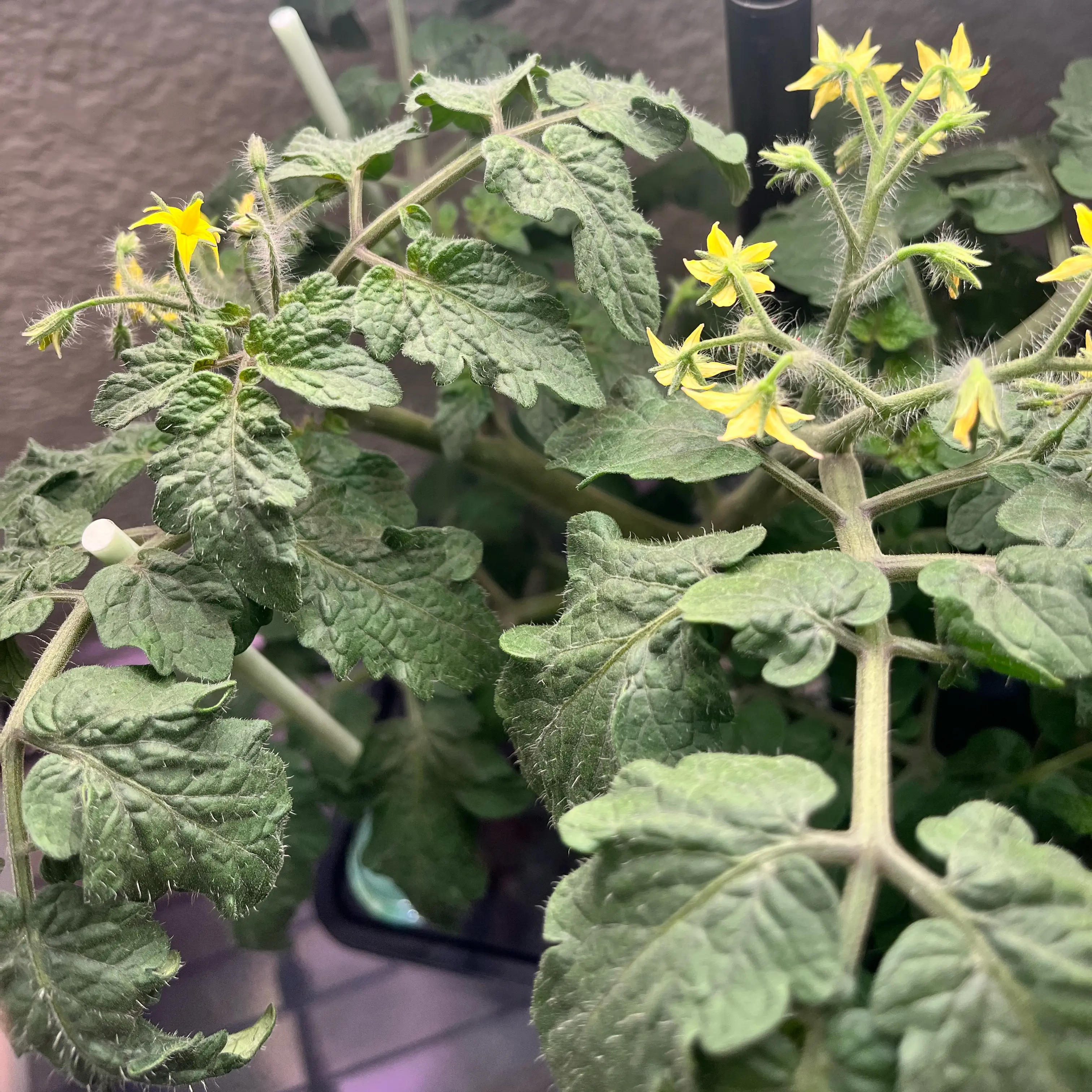 Photo of the plant species Cherry Tomato by @Saloméplantitas named Nemo on Greg, the plant care app