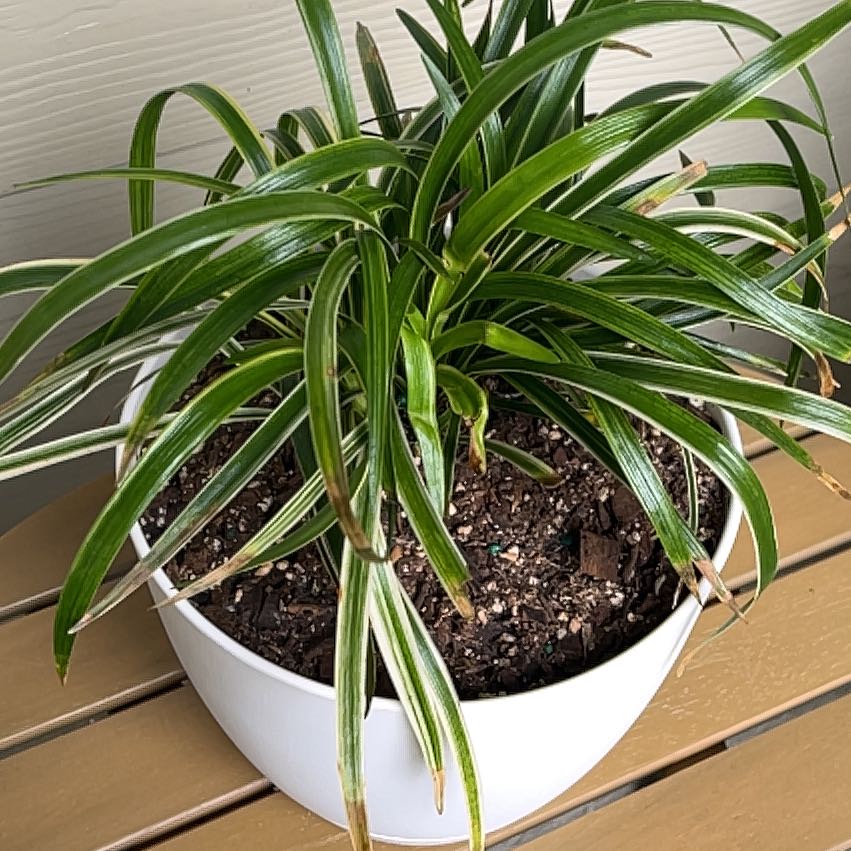 Photo of the plant species Variegated Lilyturf by @Saloméplantitas named Monkey Grass on Greg, the plant care app