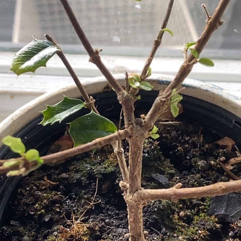 Photo of the plant species Singapore Holly by @Saintflra named Sage on Greg, the plant care app