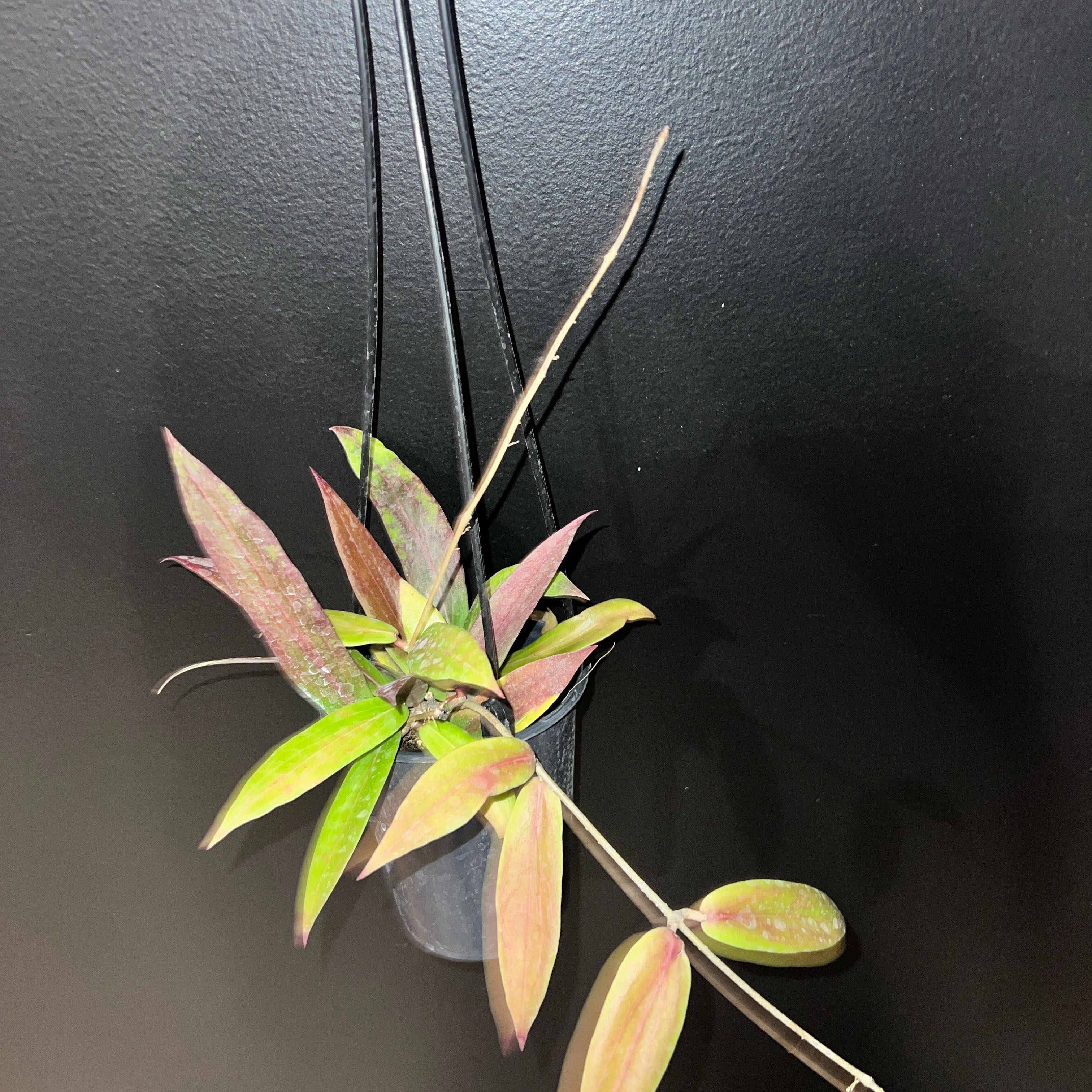 Photo of the plant species Hoya bordenii by @HighpoweredFord named Queen on Greg, the plant care app