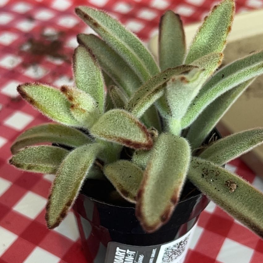 Photo of the plant species succulents by @GiddyRosegrape named Kobe on Greg, the plant care app