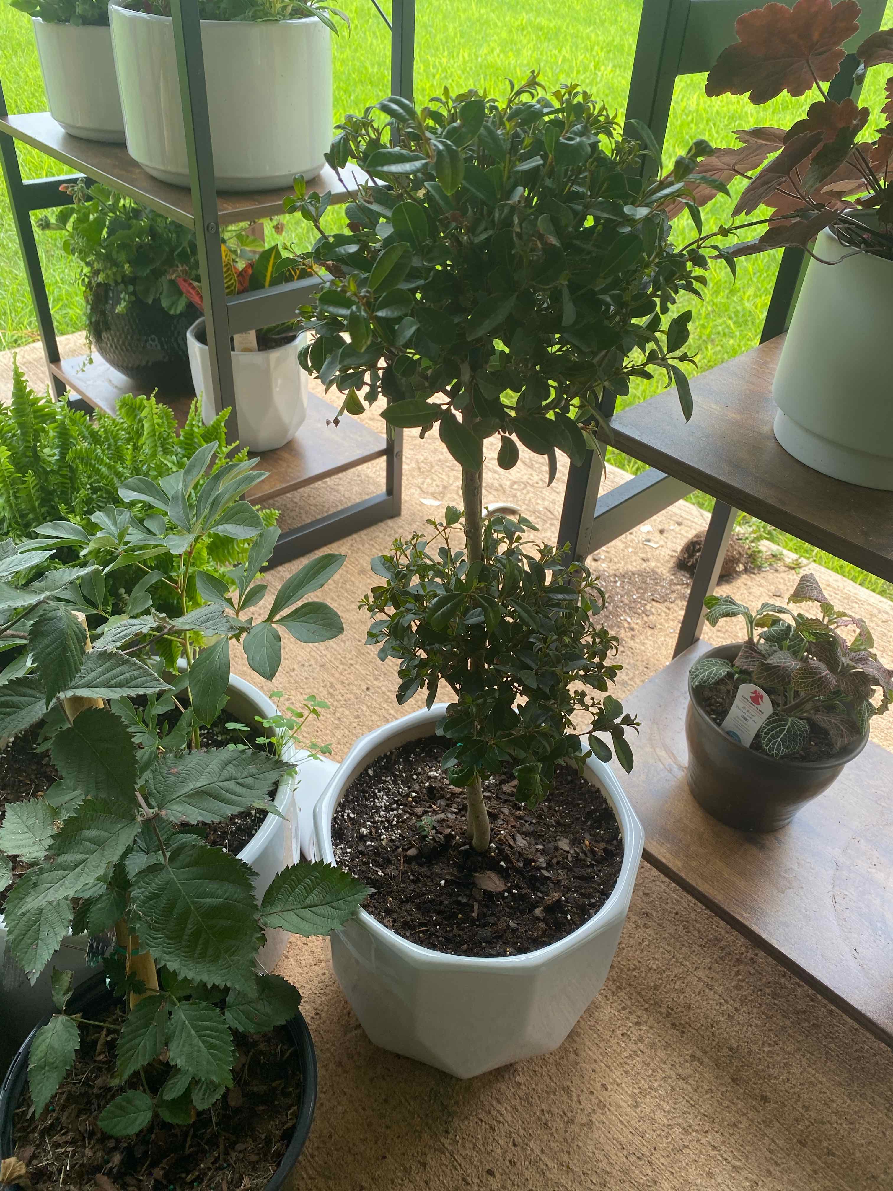 Potted Star Jasmine plant on a patio with other plants in the background.