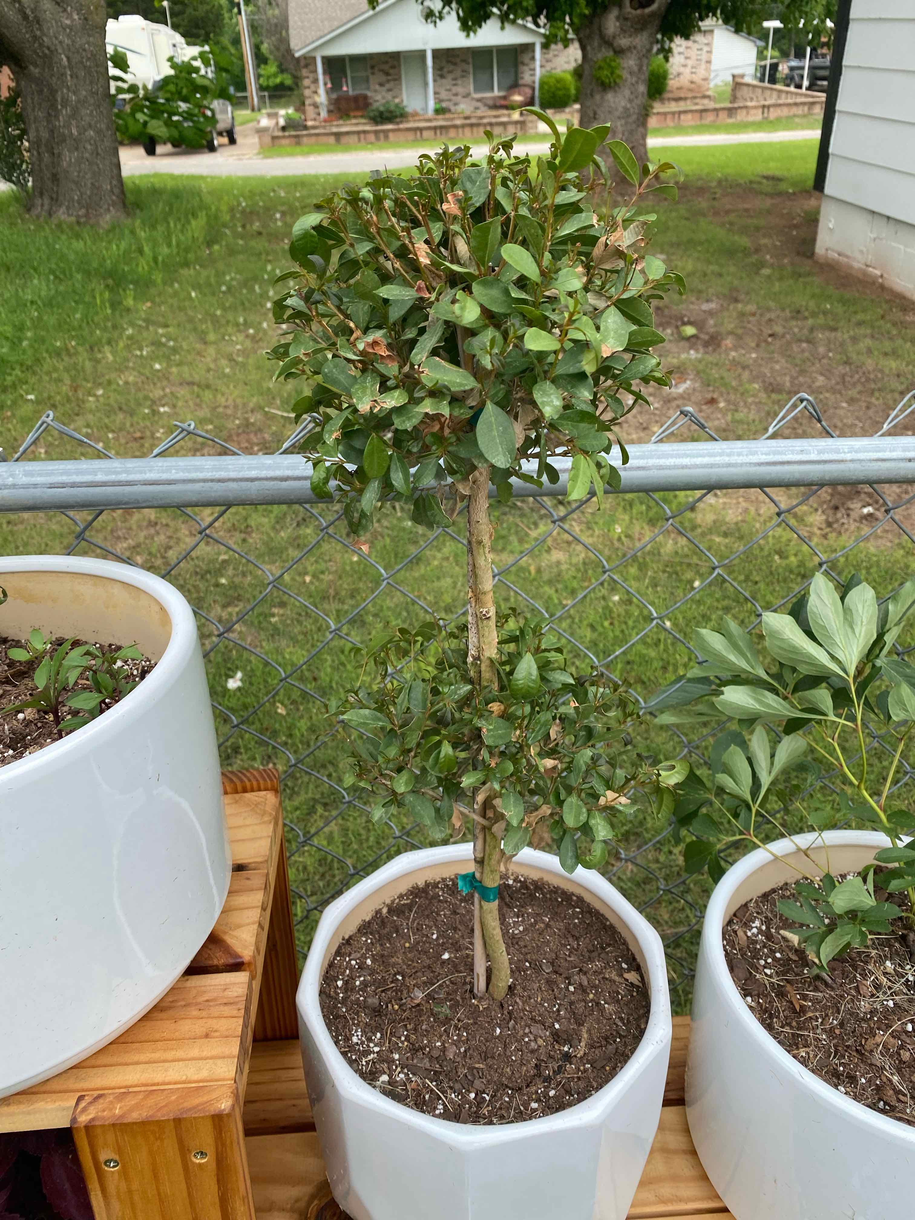 💧 How Frequently Should I Water My Star Jasmine?