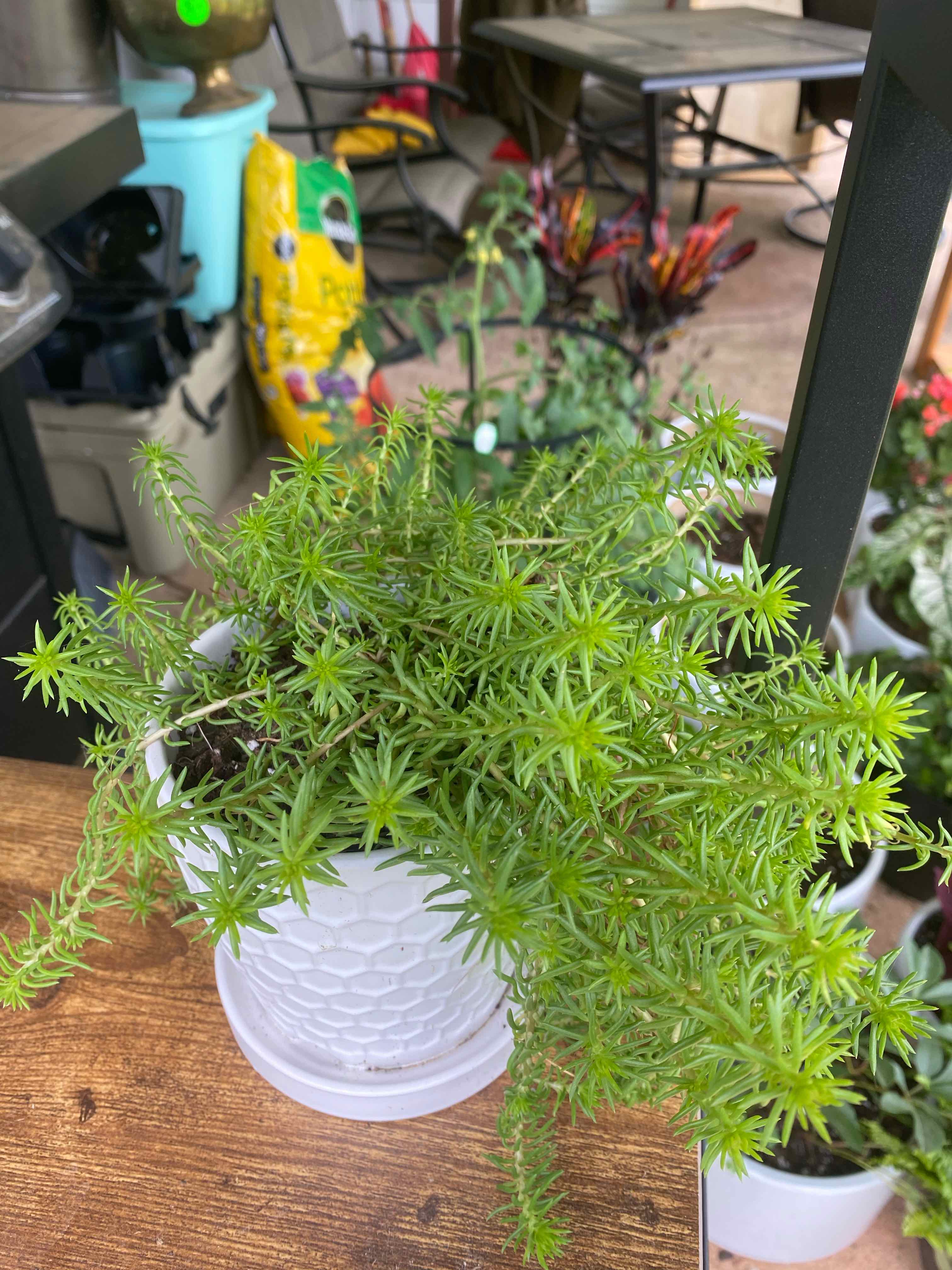 Jenny's Stonecrop plant in a white pot with vibrant green foliage, surrounded by gardening supplies.