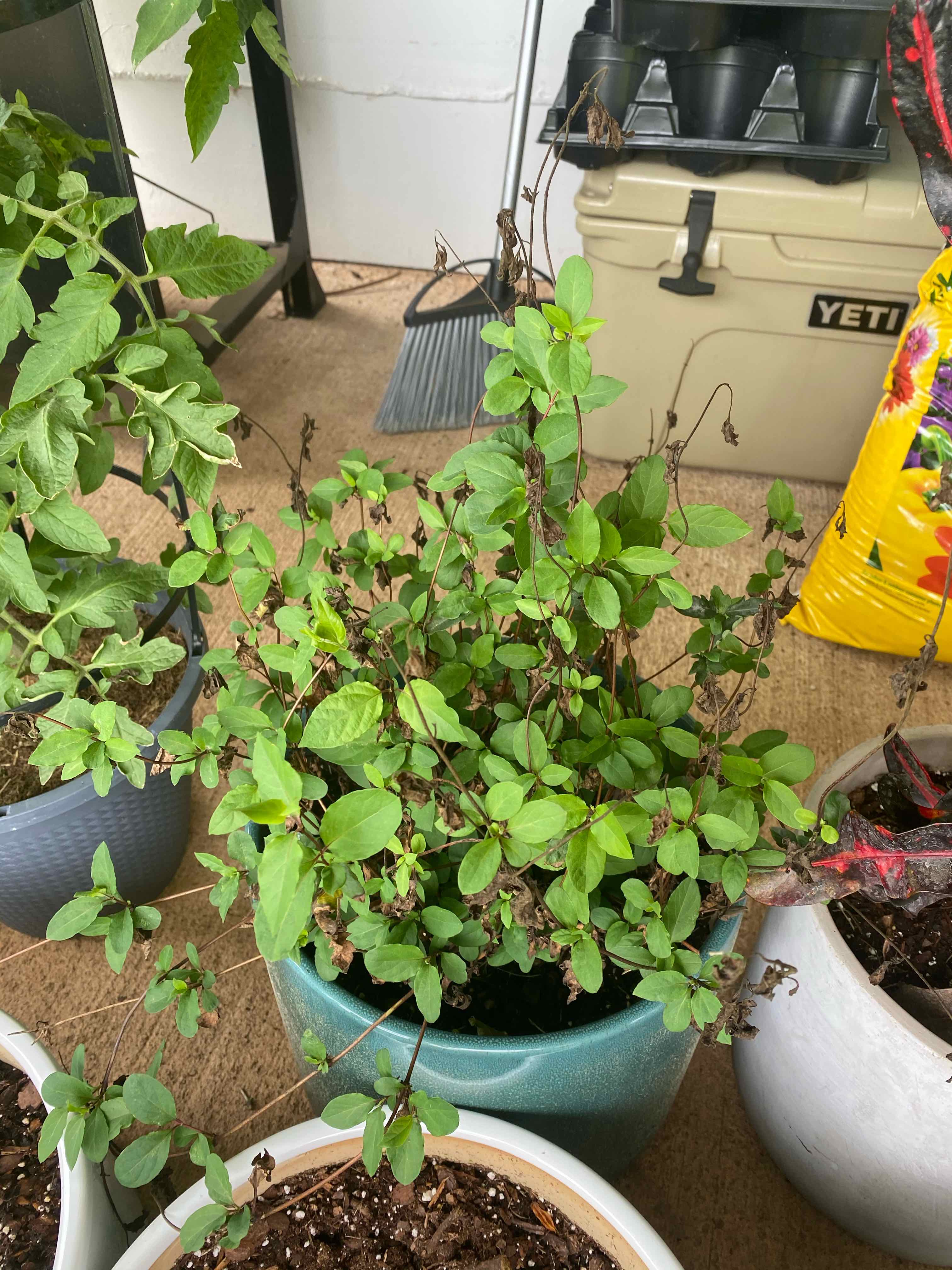 Potted Japanese Honeysuckle with green leaves and some browning, visible soil, and multiple plants in the background.