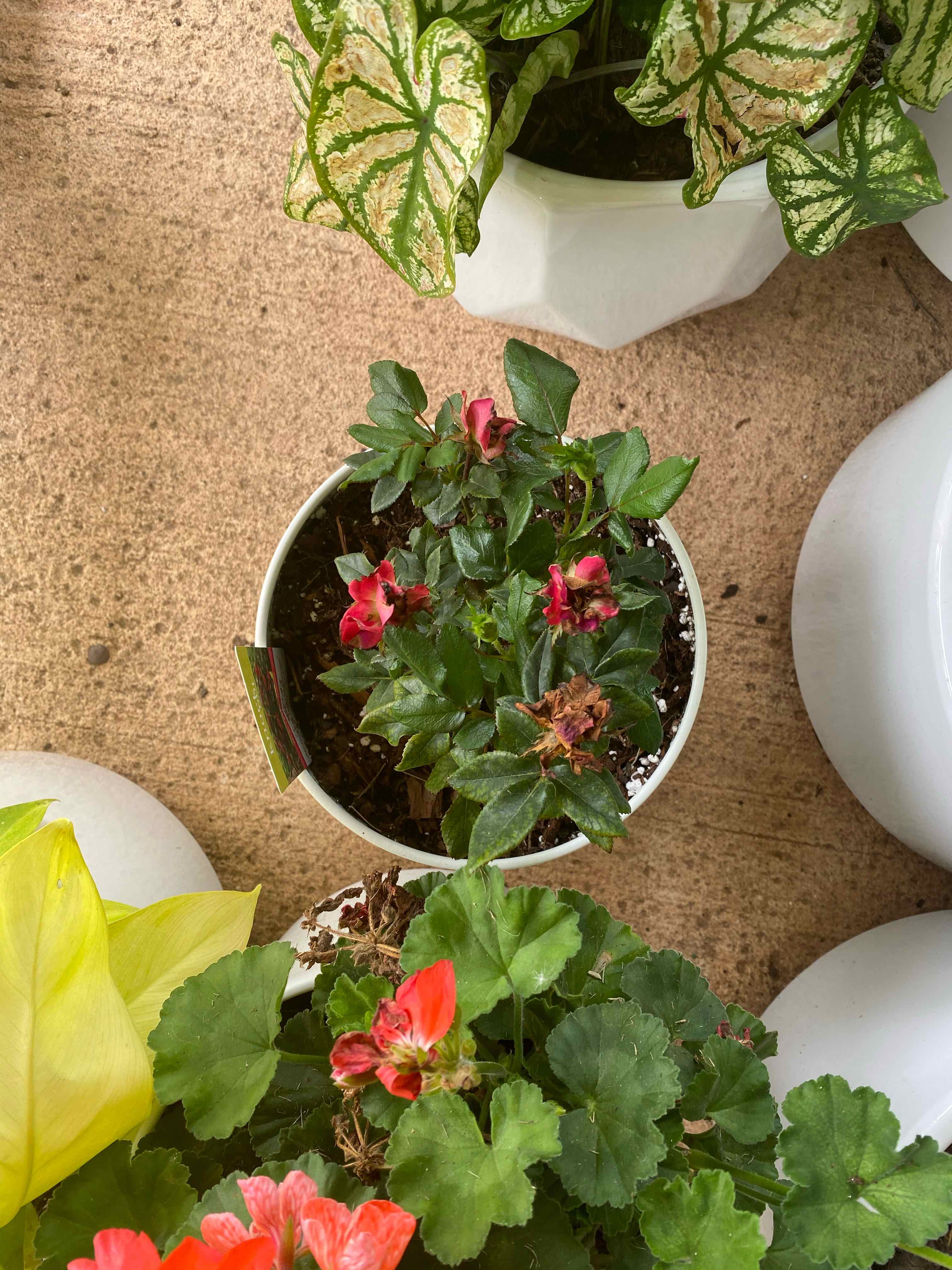 Potted plant with green leaves and flowers, surrounded by other plants.