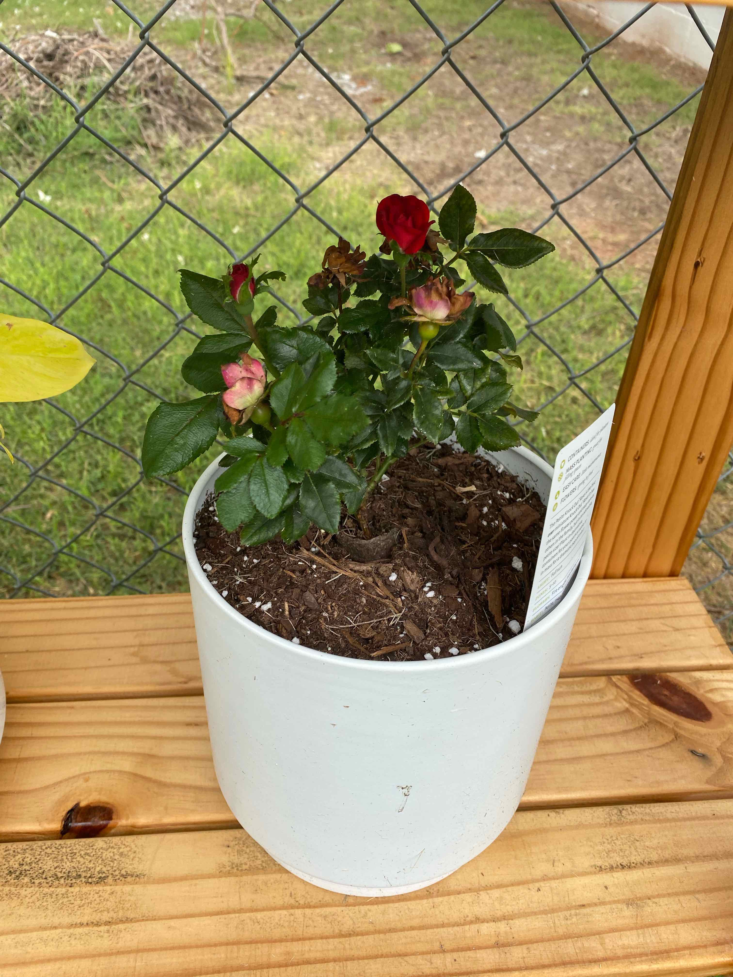 Potted Beach Rose plant with green leaves and flowers, visible soil, well-framed.