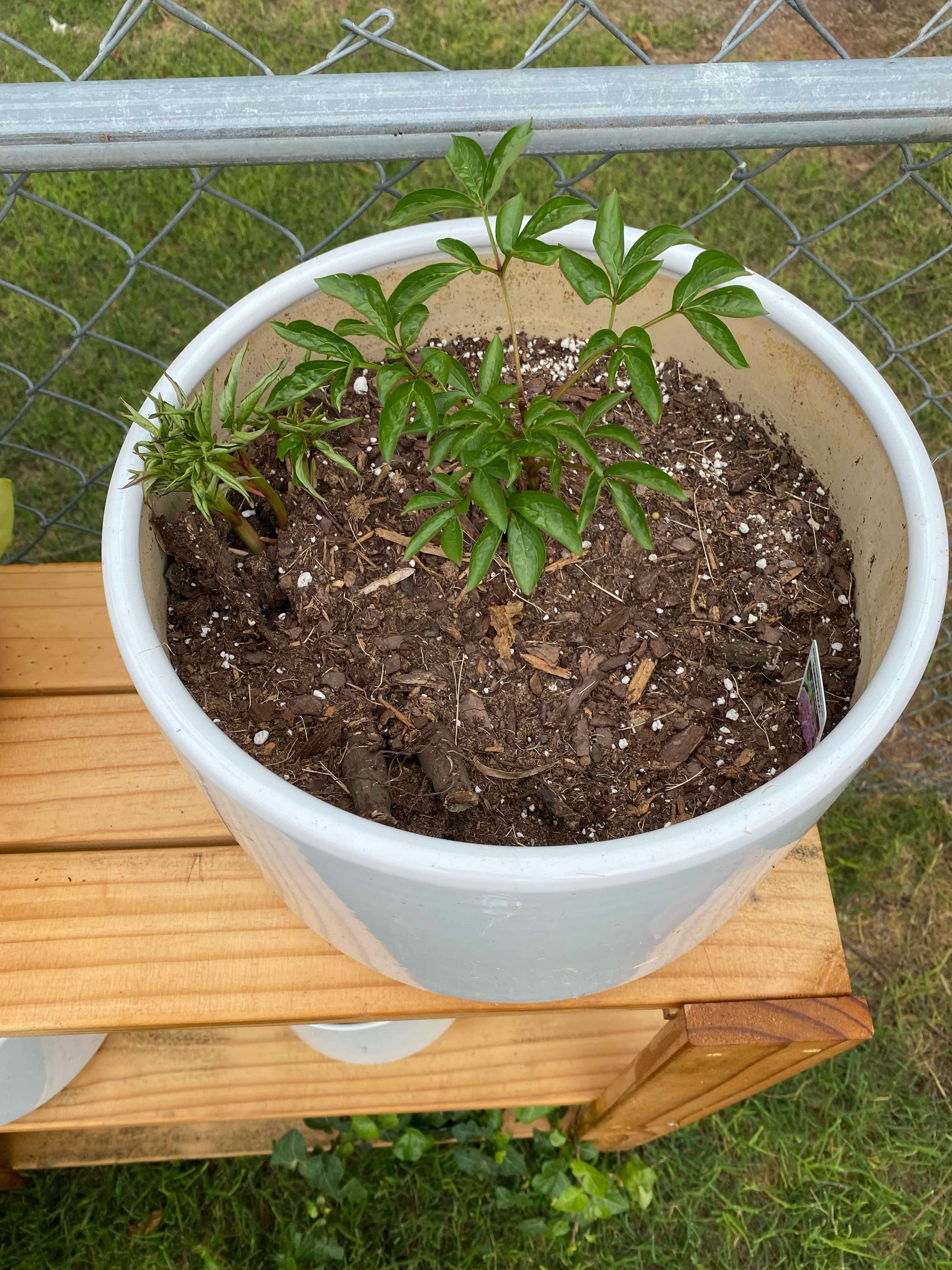 Potted Chinese Peony plant with green leaves and visible soil.