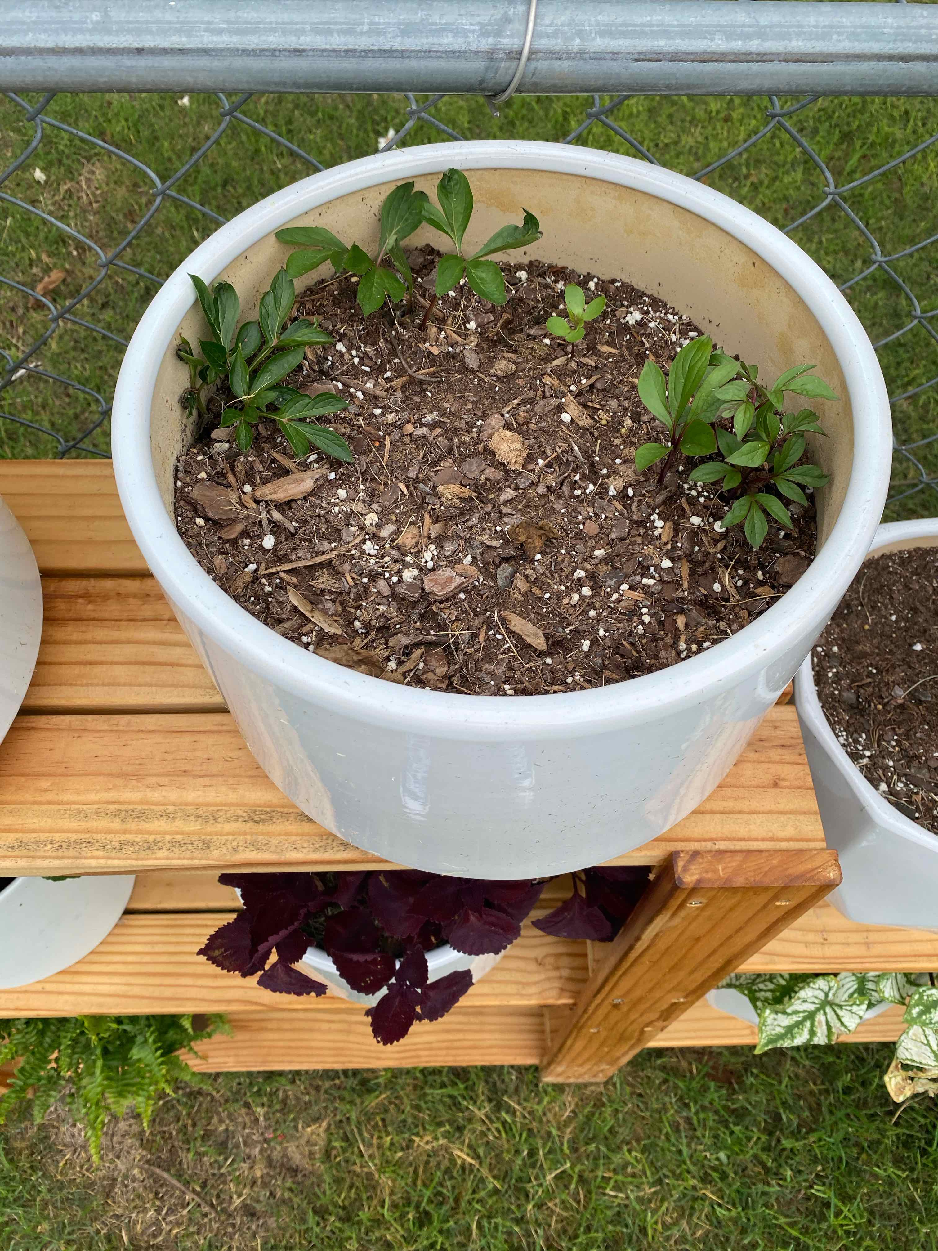 Potted Chinese Peony with small green shoots on a wooden shelf outdoors.