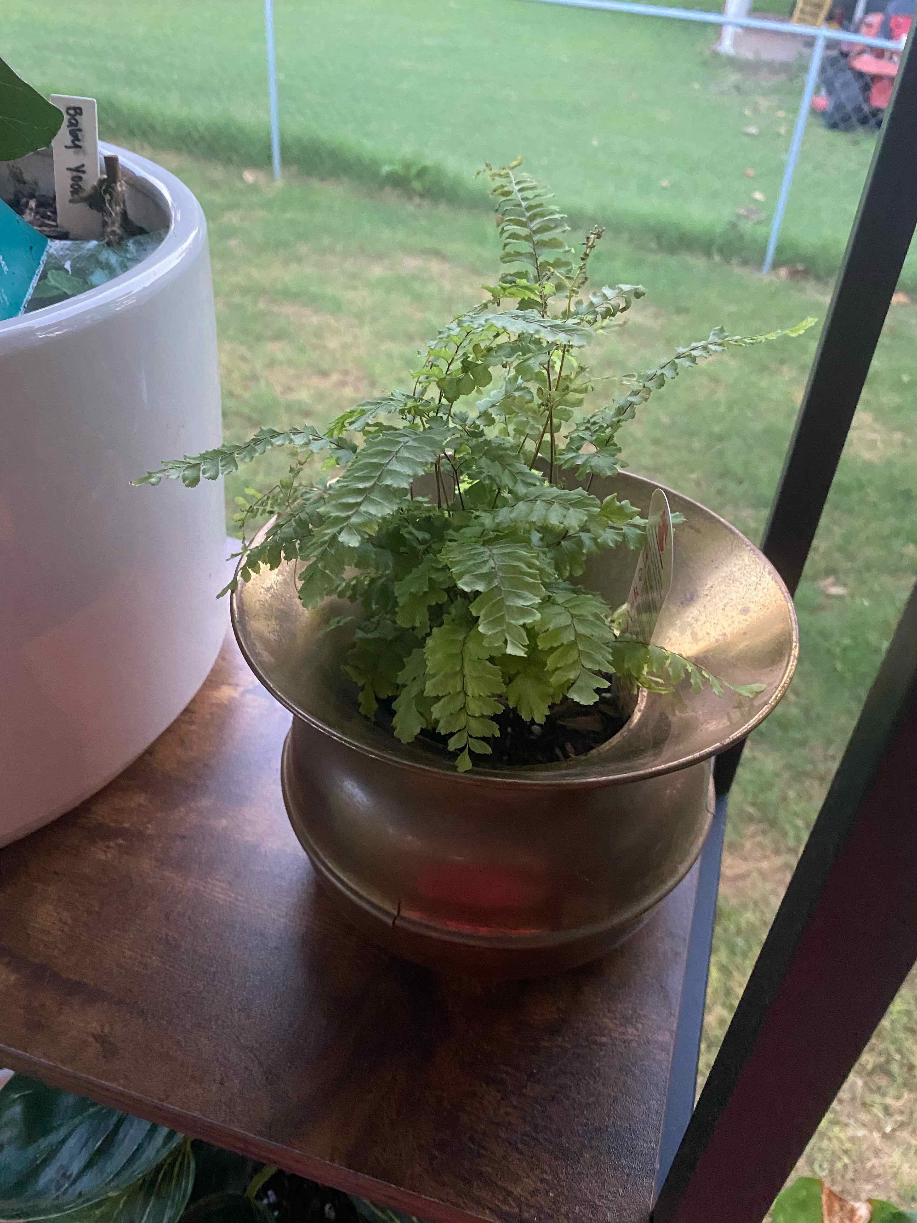 Northern Maidenhair Fern in a pot on a wooden surface, appearing healthy.