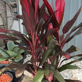 Photo of the plant species Dracaena 'Golden Heart' by @QuirkyPetiveria named Maya on Greg, the plant care app