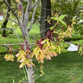 Photo of the plant species Montpellier Maple by @KeyBonnydoon named Gregarious on Greg, the plant care app