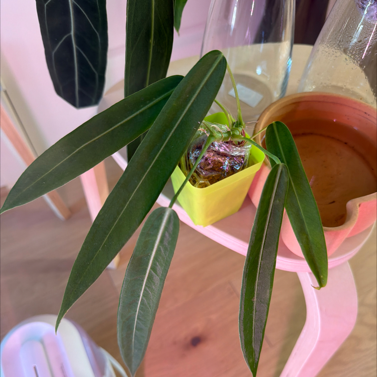 Photo of the plant species Anthurium pallidifibrum by @Leaf2plant named Foxxy on Greg, the plant care app