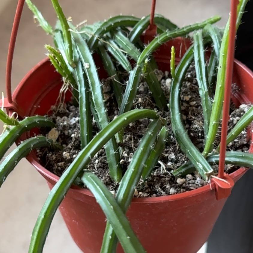 Photo of the plant species Moonlight Cactus by @Leaf2plant named Willow on Greg, the plant care app