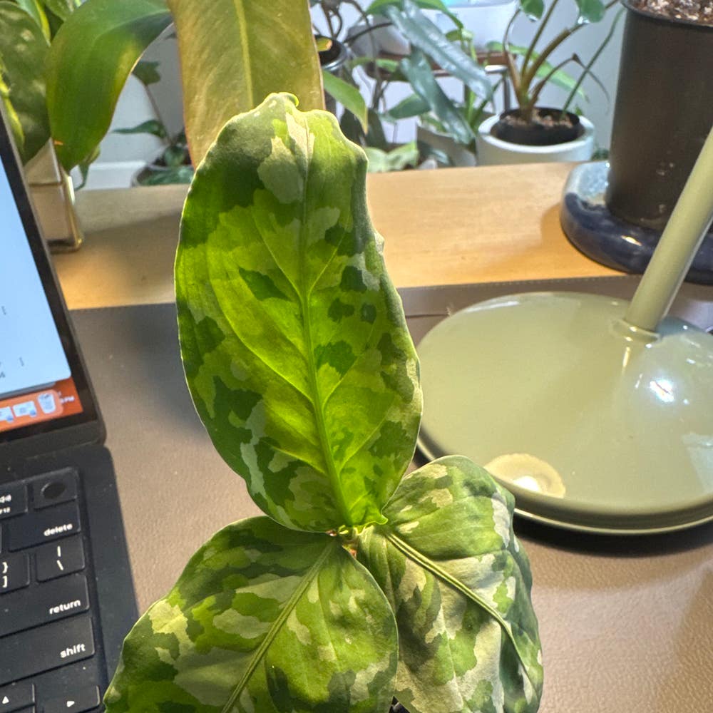Aglaonema Pictum tricolor | A plant by @LucentPukatea on Greg Aglaonema Pictum tricolor | A plant by @LucentPukatea on Greg