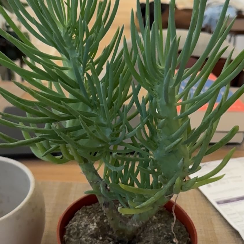 Photo of the plant species Narrow-Leaf Chalksticks by @Leaf2plant named Prince on Greg, the plant care app