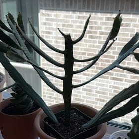 Photo of the plant species Euphorbia xylophylloides by @Leaf2plant named Captain Plant-it on Greg, the plant care app