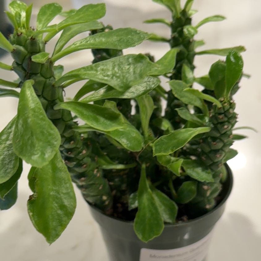 Photo of the plant species Sausage Spurge by @Leaf2plant named Fernie Saunders on Greg, the plant care app