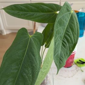 Photo of the plant species Anthurium queremalense by @Leaf2plant named Achilles on Greg, the plant care app