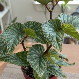 Photo of the plant species Belleconia Snow Begonia by @Leaf2plant named Navajo on Greg, the plant care app