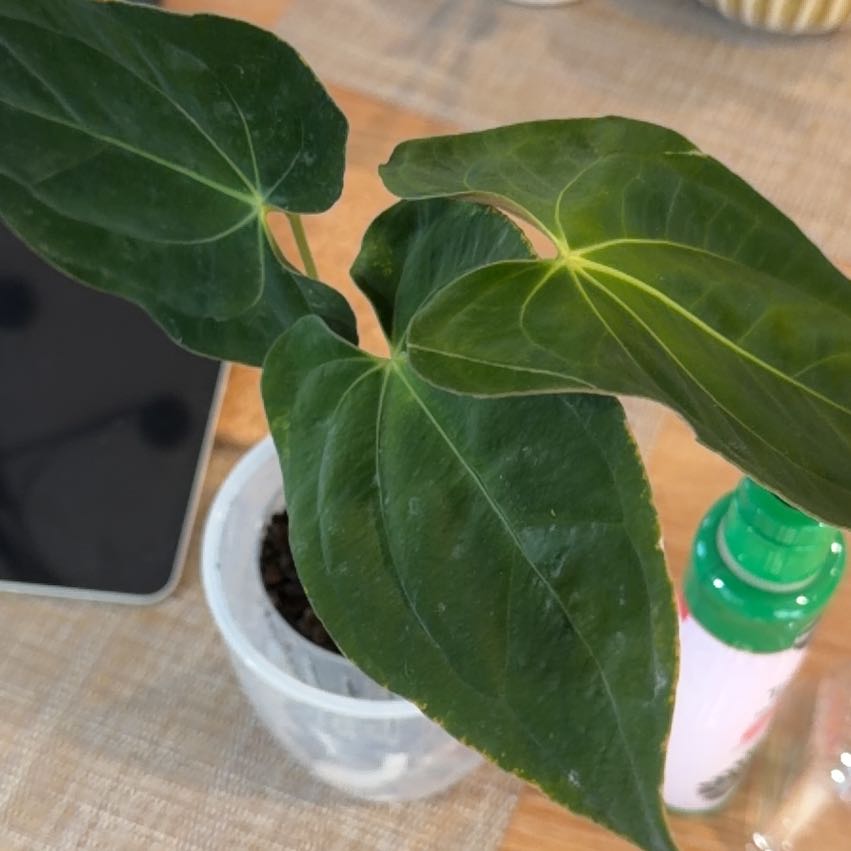 Photo of the plant species Anthurium papillilaminum by @Leaf2plant named Fernie Mercury on Greg, the plant care app