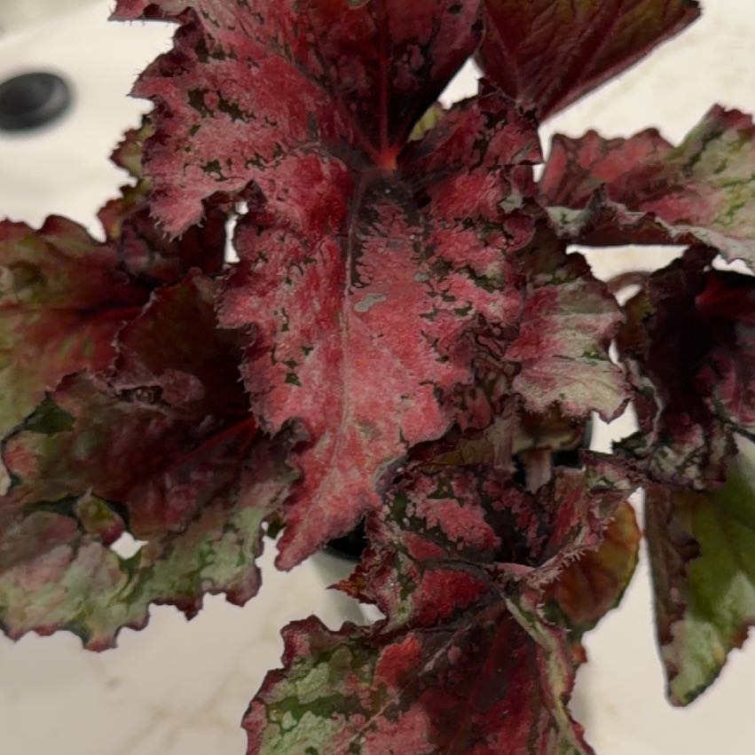 Photo of the plant species Begonia rex by @Leaf2plant named Lebron on Greg, the plant care app