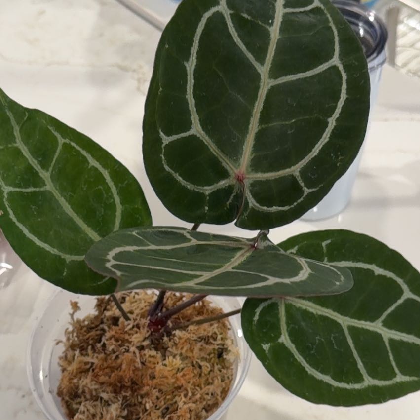 Photo of the plant species Black Crystallinum Anthurium by @Leaf2plant named Fernie Mac on Greg, the plant care app