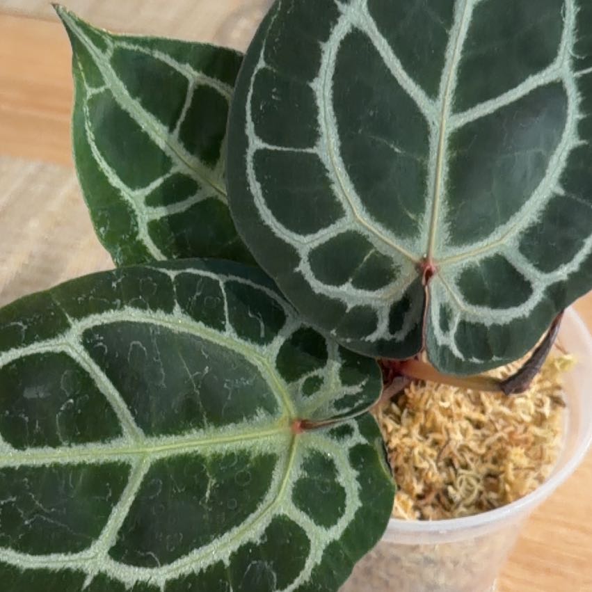 Photo of the plant species Anthurium Red Tiger by @Leaf2plant named Ulysses S Plant on Greg, the plant care app
