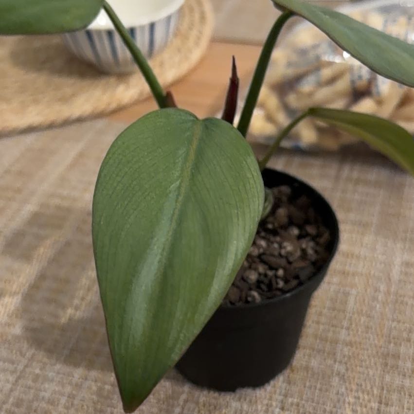 Photo of the plant species Philo Summer Glory by @Leaf2plant named Summer on Greg, the plant care app