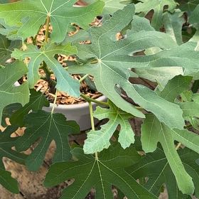 Photo of the plant species mission fig tree by @OfficialLichen named Mochi on Greg, the plant care app