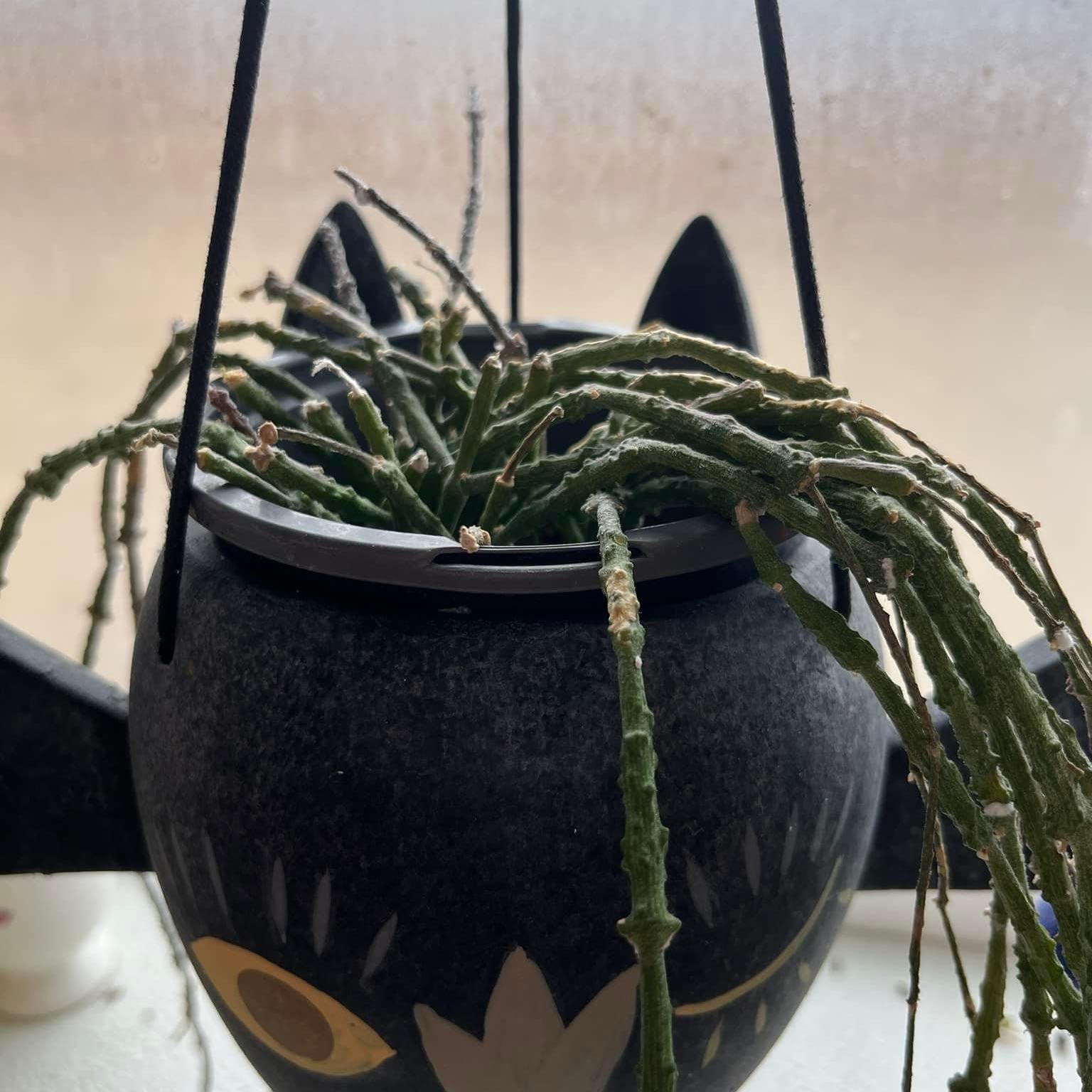 Photo of the plant species Bundle of Sticks by @TimelyPineapple named Gobi on Greg, the plant care app