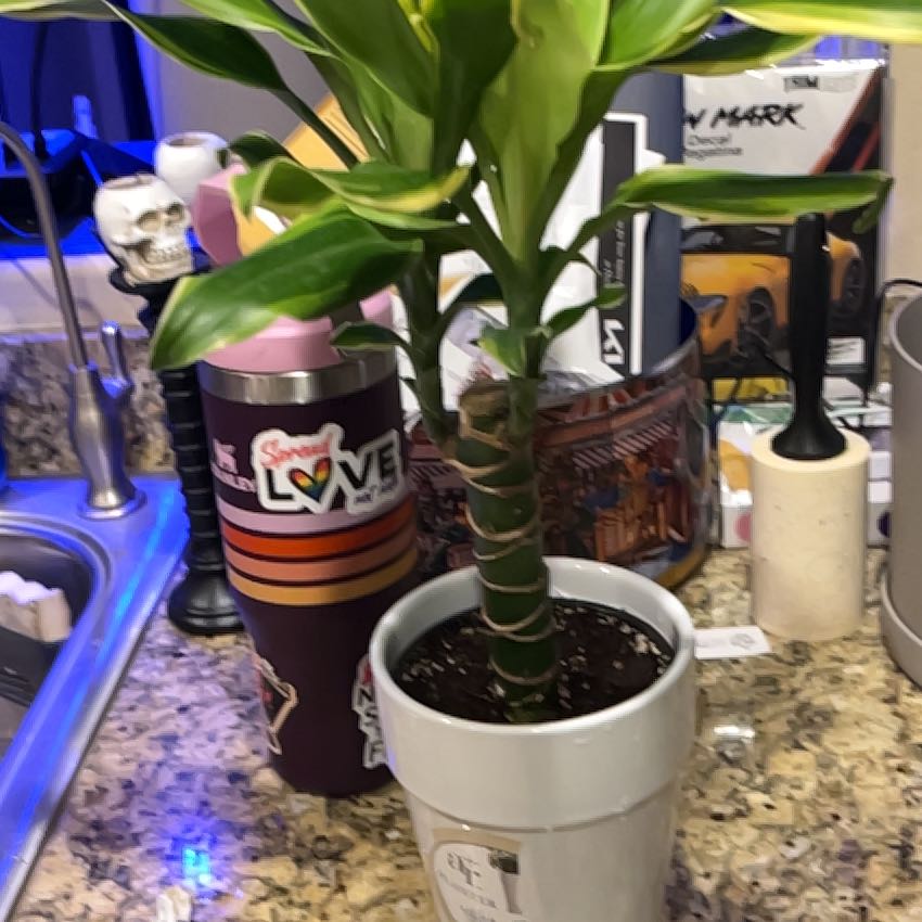 Photo of the plant species Moonlight Dragon Tree by @EstheticBlueech named Jack on Greg, the plant care app