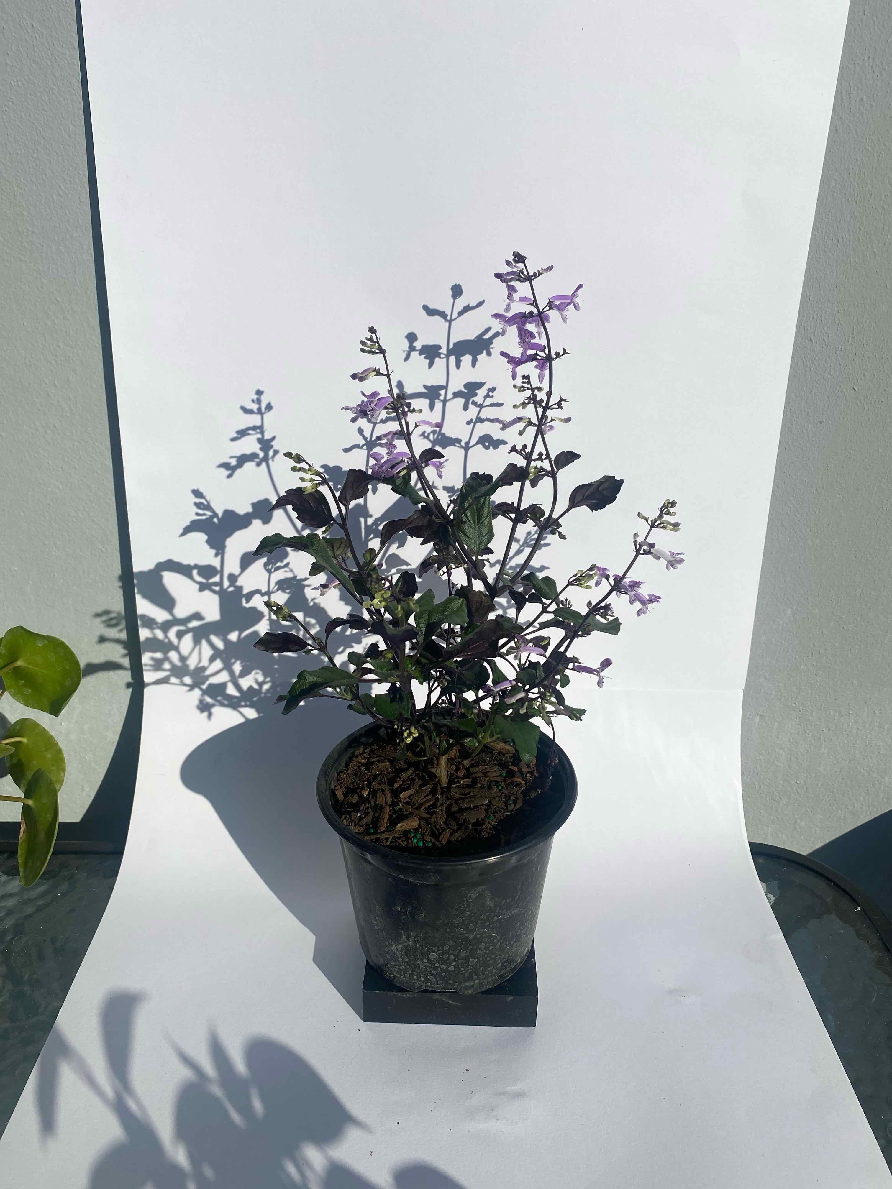 Plectranthus ecklonii plant in a pot with small purple flowers, healthy appearance.