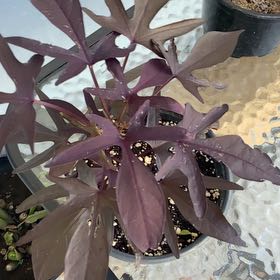 Photo of the plant species Black Sweet Potato Vine by @abdielomar named Scarlett on Greg, the plant care app
