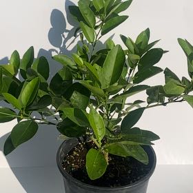 Photo of the plant species Limon Criollo by @abdielomar named Dolores on Greg, the plant care app