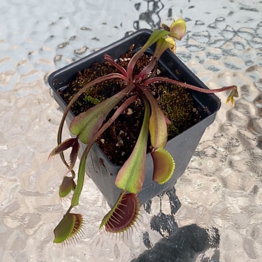 Plant care for Red Dragon Fly Trap on Greg, the plant care app