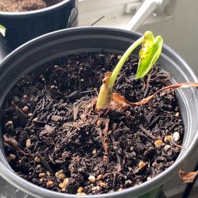 Photo of the plant species Colocasia by @abdielomar named Gomez on Greg, the plant care app
