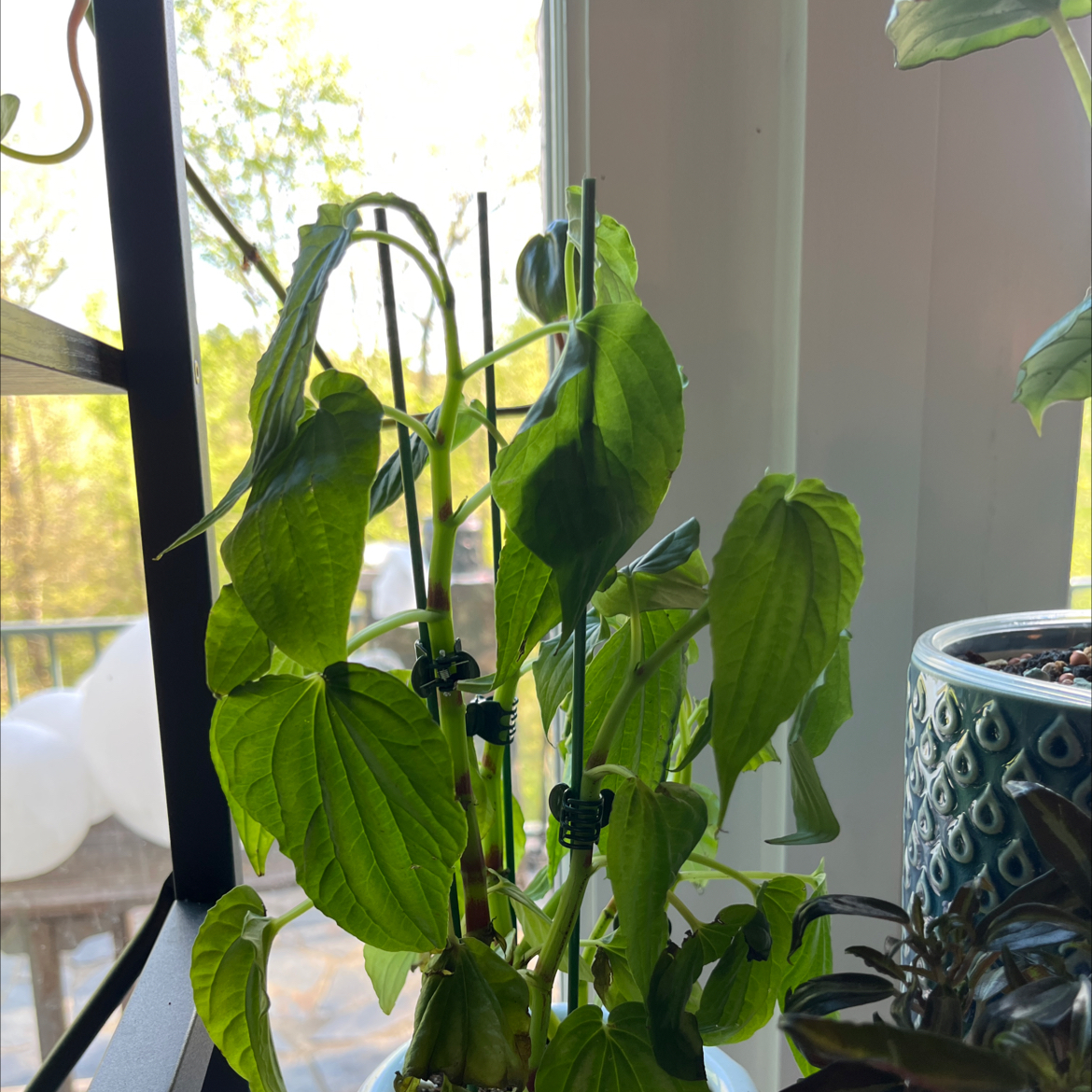 Ornamental Pepper plant with drooping leaves in a pot near a window.