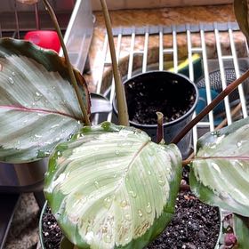 Photo of the plant species Calathea 'Corona' by @NeuroticExotic named Professor Plant on Greg, the plant care app