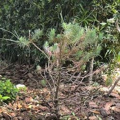 Dwarf Mountain Pine plant