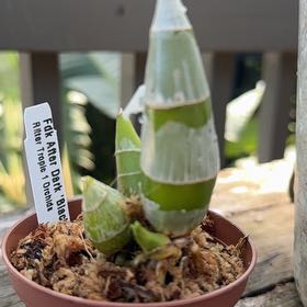 Photo of the plant species Black Pearl Orchid by @DaintySnowpeas named Duke on Greg, the plant care app